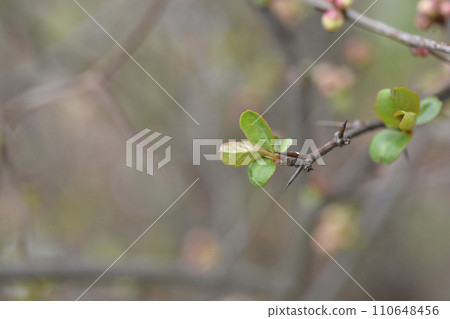 Japanese Flowering Quince Toyo Nishiki 110648456