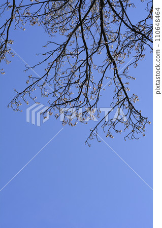 Tulip tree 110648464