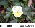 中提琴花 110648655
