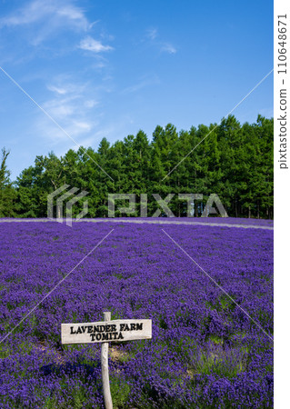 Farm Tomita Lavender 110648671