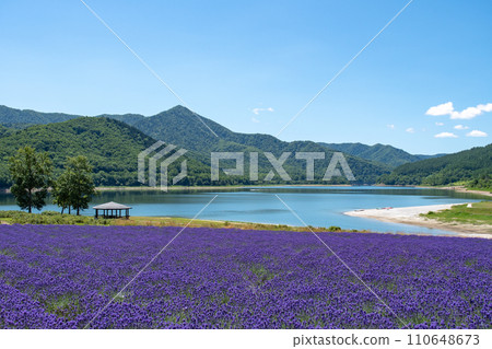 Lake Kanayama lavender field 110648673