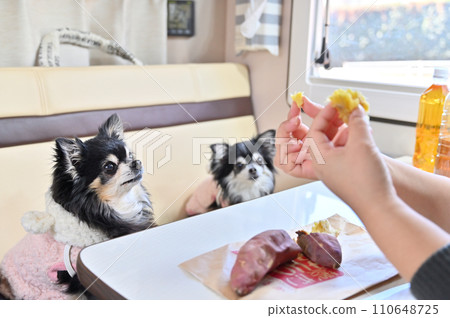 Two Chihuahuas Haruka Beni eating steamy baked sweet potatoes (inside a camper) Two Chihuahuas Haruka Beni eating steamy baked sweet potatoes (inside a camper) 110648725