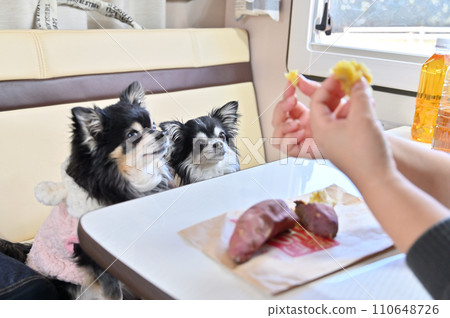 Two Chihuahuas Haruka Beni eating steamy baked sweet potatoes (inside a camper) Two Chihuahuas Haruka Beni eating steamy baked sweet potatoes (inside a camper) 110648726