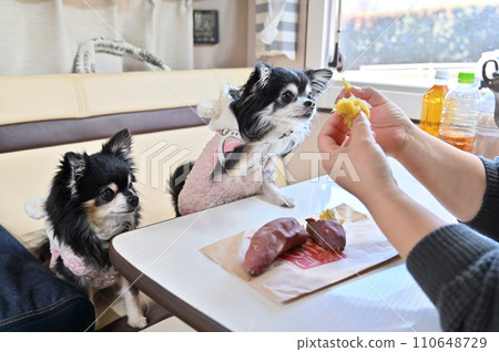 Two Chihuahuas Haruka Beni eating steamy baked sweet potatoes (inside a camper) Two Chihuahuas Haruka Beni eating steamy baked sweet potatoes (inside a camper) 110648729
