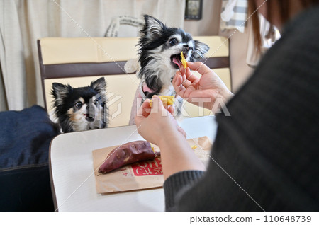 兩隻吉娃娃 Haruka Beni 吃著熱氣騰騰的烤地瓜(在露營車內) 兩隻吉娃娃 Haruka Beni 吃著熱氣騰騰的烤地瓜(在露營車內) 110648739