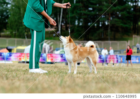The handler holds the akita dog in the rack with the help of food reflexes holding the food in his hand 110648995