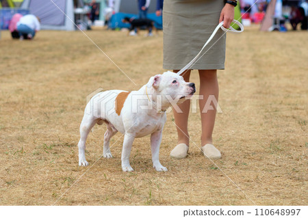 An American bulldog in a rack next to a handler 110648997