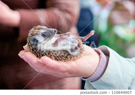 Dwarf hedgehog close-up in a woman's hand Dwarf hedgehog close-up in a woman's hand 110649007