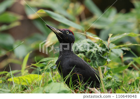 黑啄木鳥在雨中濕透 黑啄木鳥在雨中濕透 110649048