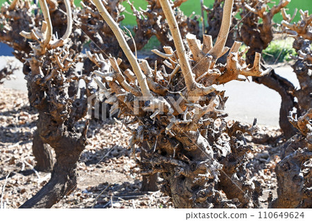 冬季桑園（枯萎病） 110649624