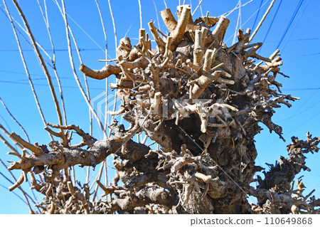 Mulberry field in winter (blight) Mulberry field in winter (blight) 110649868
