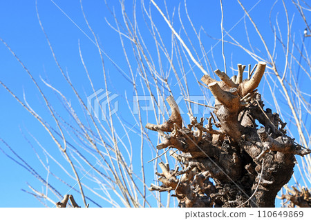 Mulberry field in winter (blight) Mulberry field in winter (blight) 110649869