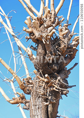 Mulberry field in winter (blight) Mulberry field in winter (blight) 110650098