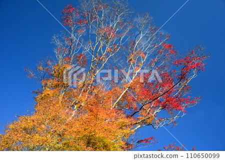 紅葉季節 箕面山楓樹 40 紅葉季節 箕面山楓樹 40 110650099