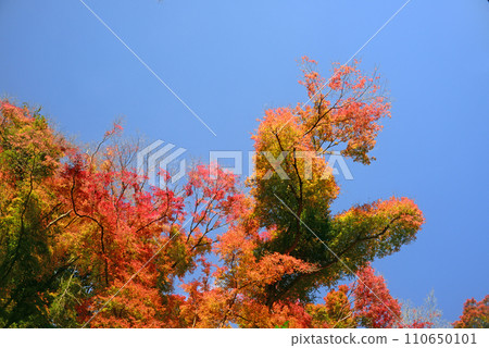 紅葉季節 箕面山楓樹 39 紅葉季節 箕面山楓樹 39 110650101
