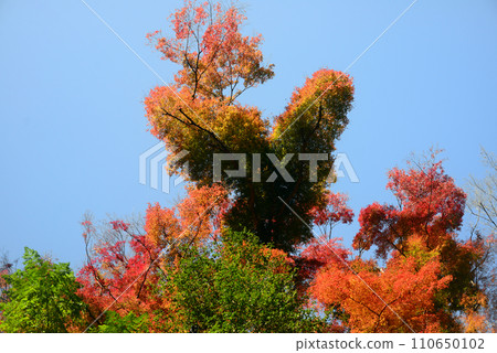 紅葉季節 箕面山楓樹 38 紅葉季節 箕面山楓樹 38 110650102