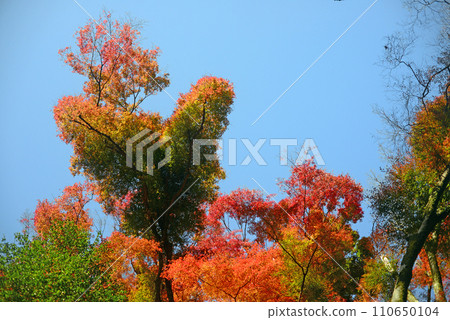 紅葉季節箕面山楓-37 紅葉季節箕面山楓-37 110650104