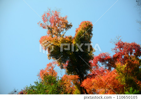 紅葉季節 箕面山楓樹 36 紅葉季節 箕面山楓樹 36 110650105
