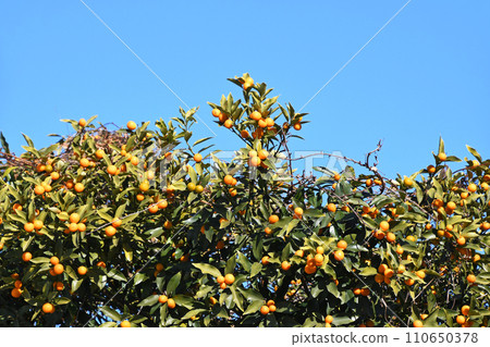 Kumquats shine brightly against the clear blue winter sky 110650378