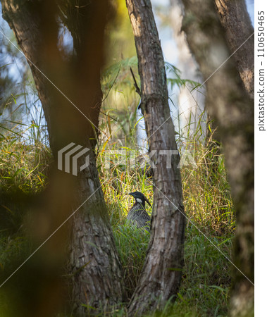 koklass pheasant or Pucrasia macrolopha habitat in grass behind tree trunk high altitude bird in natural green background at foothills of himalaya during winter wildlife excursion at uttarakhand india koklass pheasant or Pucrasia macrolopha habitat in grass behind tree trunk high altitude bird in natural green background at foothills of himalaya during winter wildlife excursion at uttarakhand india 110650465