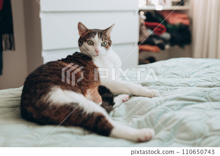 White with gray cat lies in bed at home, house comfort concept, indoor. Cope space. Adopt pets banner, full body 110650743