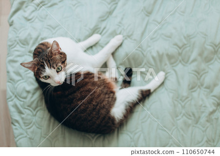White with gray cat lies in bed at home, house comfort concept, indoor. Cope space. Adopt pets banner, full body, top view 110650744