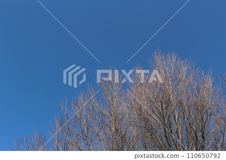 Winter zelkova, blue sky Winter zelkova, blue sky 110650792