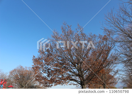 Winter zelkova, blue sky Winter zelkova, blue sky 110650798