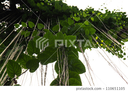 tropical green plants 110651105