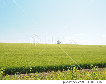 Beautiful early summer rural scenery in Biei Beautiful early summer rural scenery in Biei 110651460