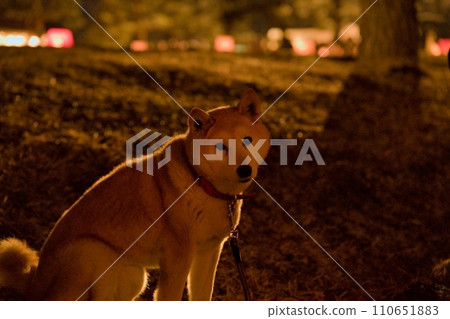 這就是我有興趣的柴犬 這就是我有興趣的柴犬 110651883