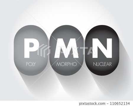 PMN PolyMorphoNuclear - having a nucleus with several lobes and a cytoplasm that contains granules, as in an eosinophil or basophil, acronym text concept background 110652134