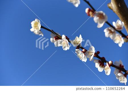 White plum 110652264