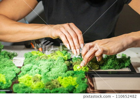 Close-up of woman hands gluing stabilized moss. Process of working with decorative reindeer moss. Concept of modern eco style interior. Close-up of woman hands gluing stabilized moss. Process of working with decorative reindeer moss. Concept of modern eco style interior. 110652482