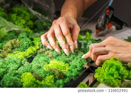 Close-up of woman hands gluing stabilized moss. Process of working with decorative reindeer moss. Concept of modern eco style interior. 110652491