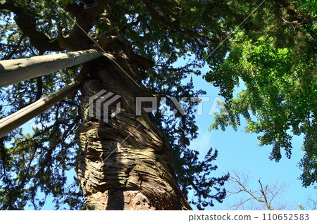 Iriyashi Juniper, a giant tree in Sakado City, Saitama Prefecture Iriyashi Juniper, a giant tree in Sakado City, Saitama Prefecture 110652583