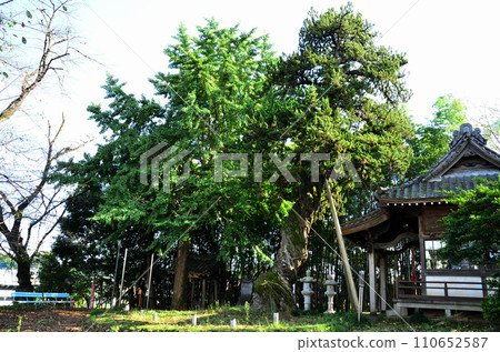 埼玉縣坂戶市的巨樹入屋杜松 110652587
