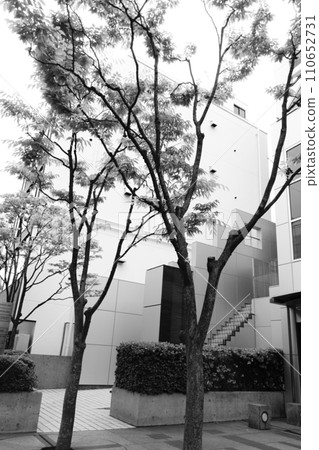 Courtyard tree Courtyard tree 110652731