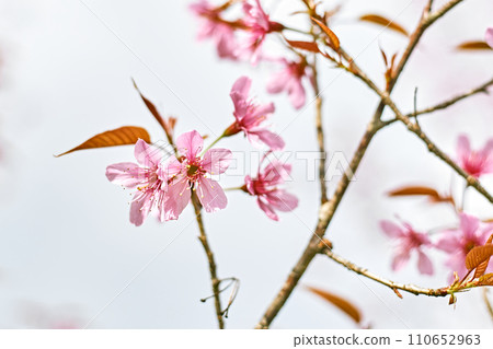 Wild Himalayan Cherry or Prunus Cerasoides 110652963