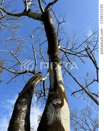 Tree - Tokkurikiwata 110653330