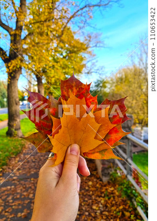 The girl holds fallen maple leaves in her hands. The girl holds fallen maple leaves in her hands. 110653422