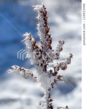 Close-up Frosty Plant with Ice Crystals in Winter Setting Close-up Frosty Plant with Ice Crystals in Winter Setting 110653498