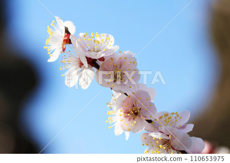 Plum blossoms (Ichinotani) that shine against the blue sky 110653975