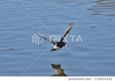 Ducks in Tsurumi Ryokuchi 110654162