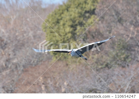 Blue heron in Tsurumi Green 110654247