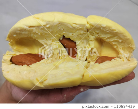Closeup lady hand holding yellowish organic riped durian with tiny seeds isolated on grey background, Southeast asia tropical smell fruit Closeup lady hand holding yellowish organic riped durian with tiny seeds isolated on grey background, Southeast asia tropical smell fruit 110654439