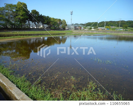 Scenery with paddy field Scenery with paddy field 110655065