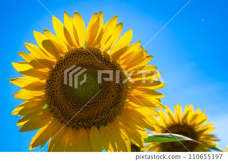 向日葵和藍天 向日葵和藍天 110655197