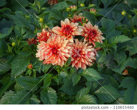 Closeup of blooming Dahlia plant 110655480