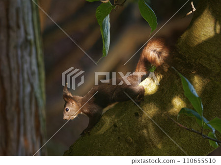 Squirrel crawling on a massive branch. 110655510